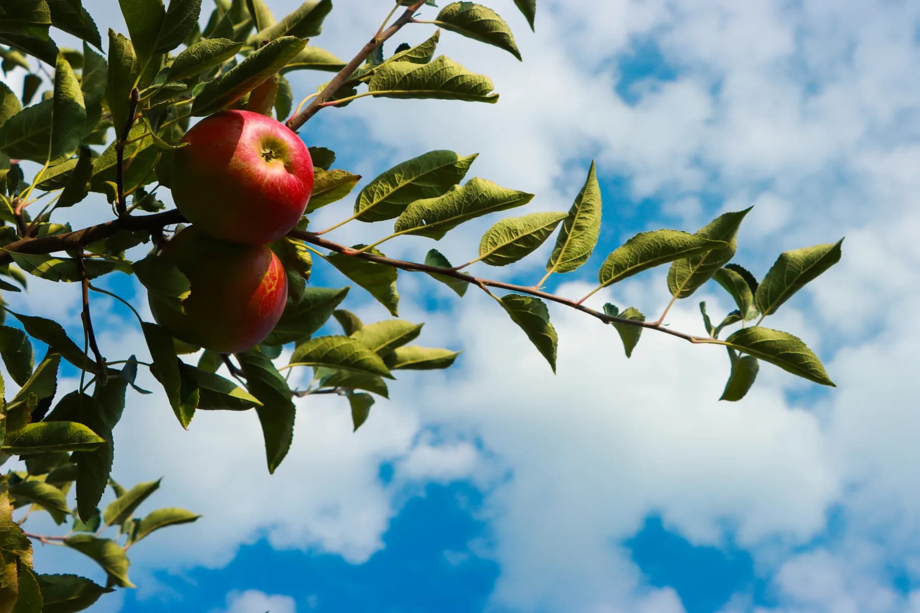 Apples hanging from a branch at Robinette's Apple Haus during Boer Insurance customer appreciation day in West Michigan.